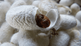 Seidenspinnerraupe und ihr Schmetterlingsenzym