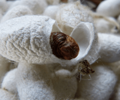 Seidenspinnerraupe und ihr Schmetterlingsenzym