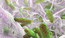 Serrapeptase bei Borreliose
